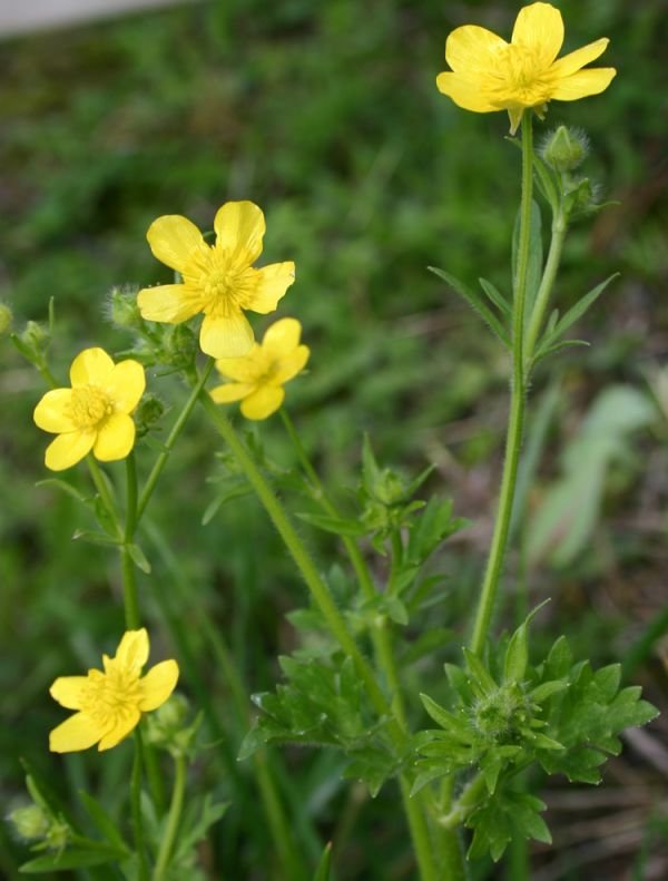 Buttercup Hairy (an annual)